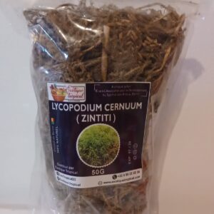 Zintiti - Lycopodium Cernuum
